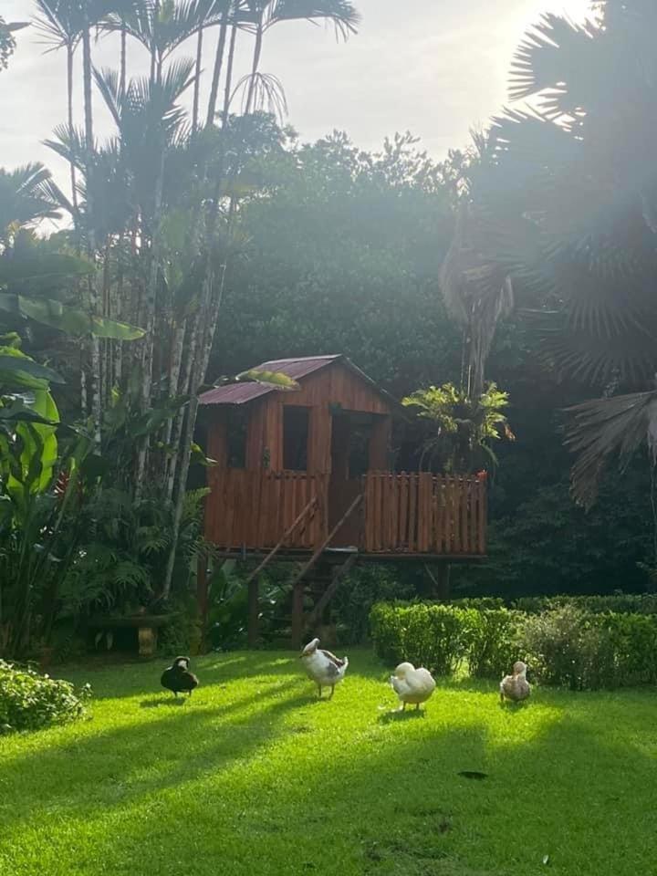 La Purruja Lodge Golfito Buitenkant foto